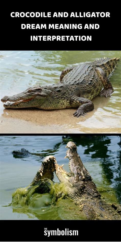 dreaming of crocodiles attacking you|Understand the Meaning Behind Your Crocodile Dream: A Guide to.